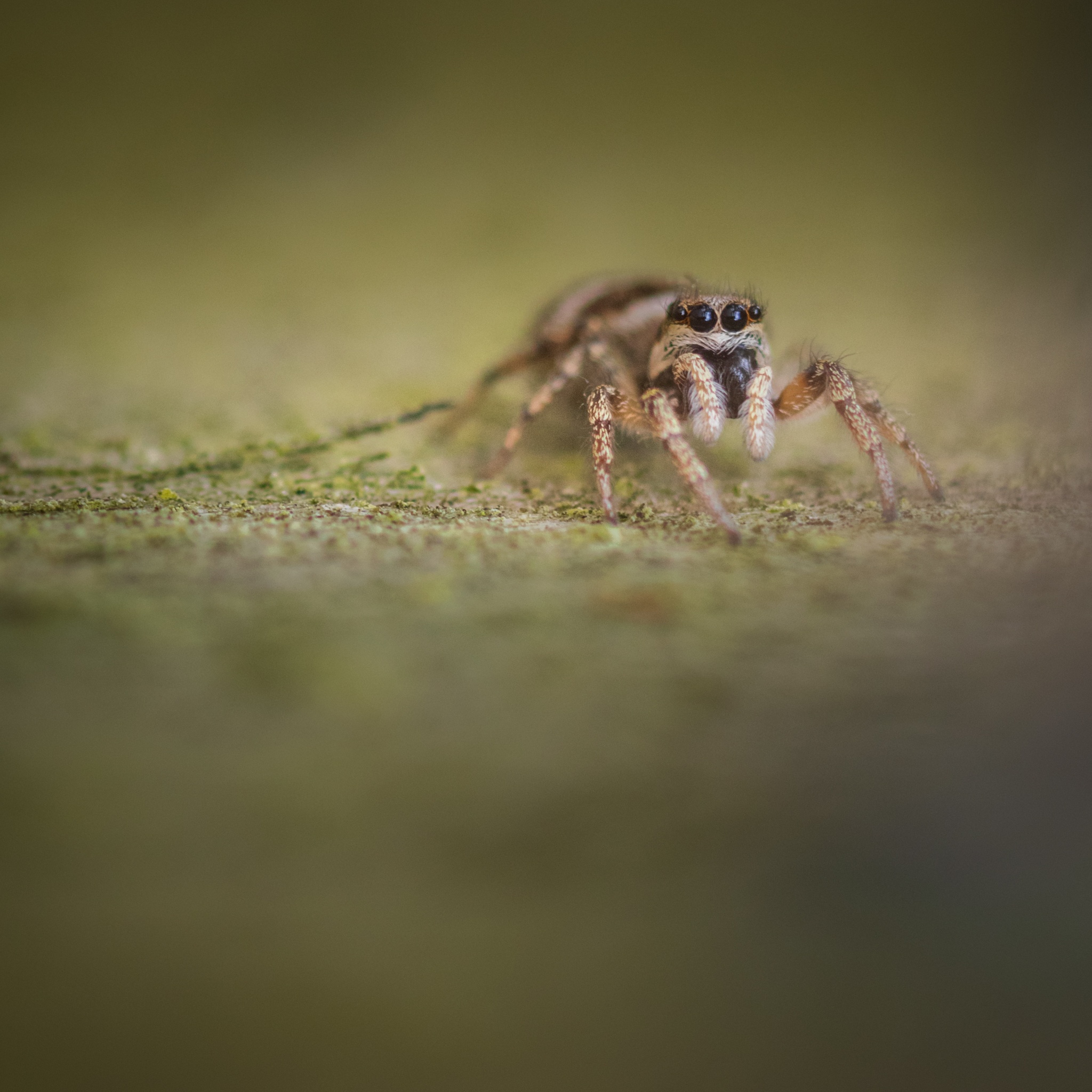 A macro photograph of a female Zebra Jumping Spider (Salticus scenicus) taken on a wooden sleeper.